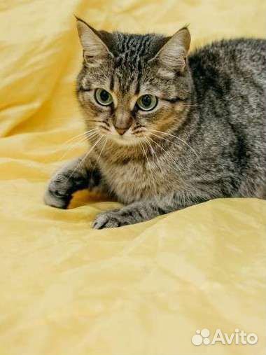 Зеленоглазая кошечка