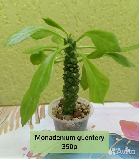 Кактусы и суккуленты