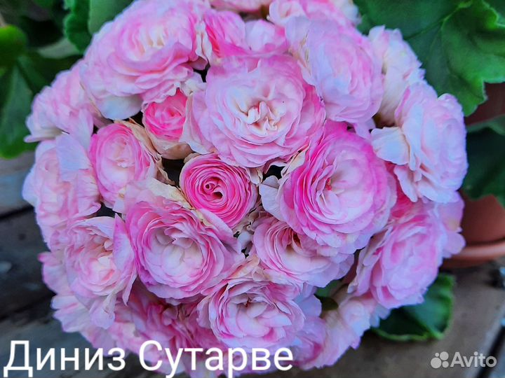 Пеларгонии сортовые