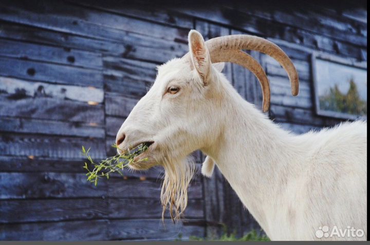Дойная коза