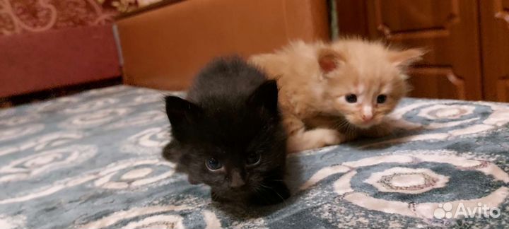 Котята мейн-кун