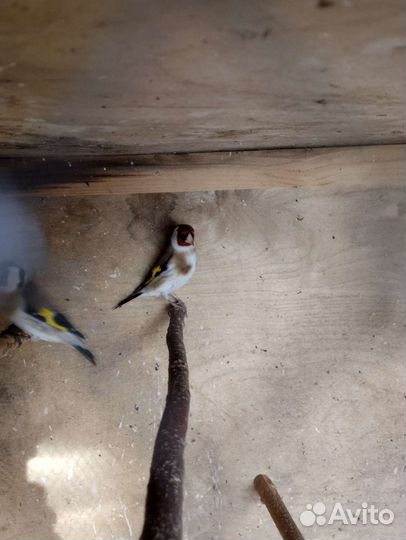 Певчая птица щегол