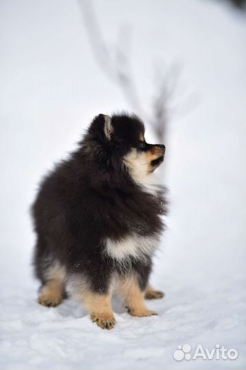 Померанский шпиц девочка