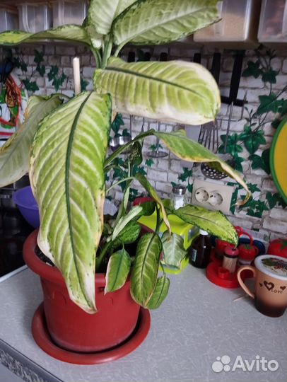 Диффенбахия