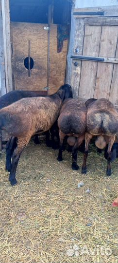 Эдельбаевские бараны на племя