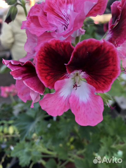 Пеларгония герань