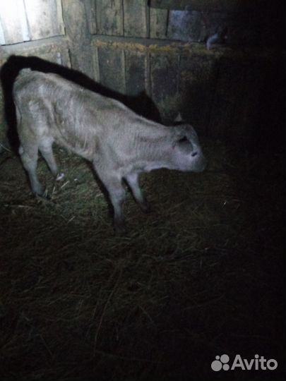 Телочки и бычки