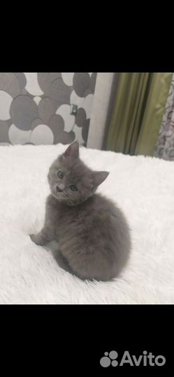 Кошечка в добрые руки