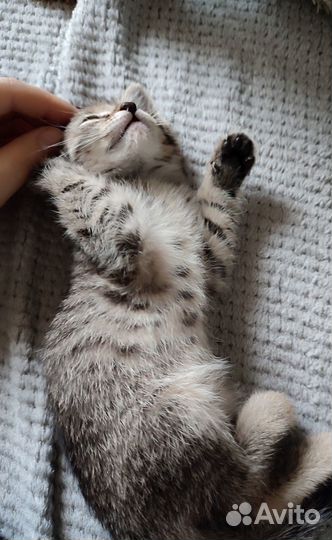 Котенок в добрые руки