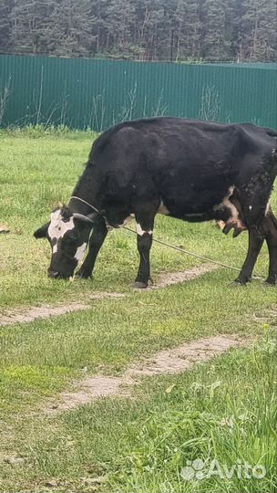 Корова дойная