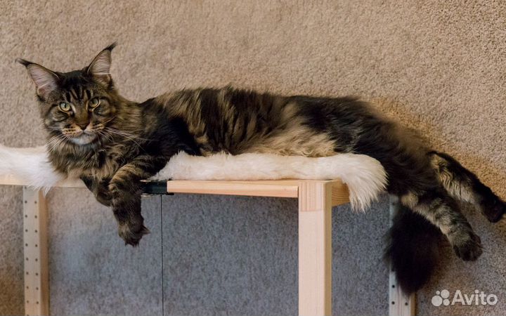 Стеллаж-лазелка и домик для котов