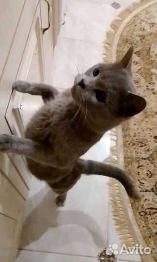 Британская кошка