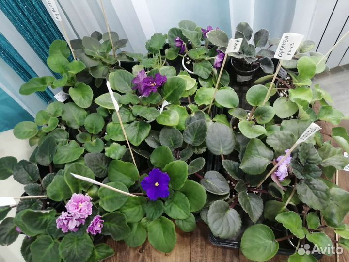 Фиалки сортовые