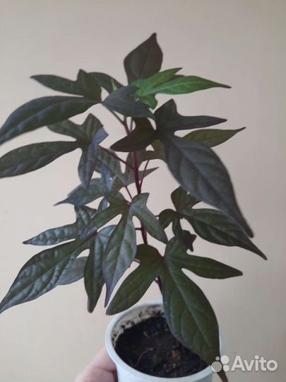 Ипомея батат