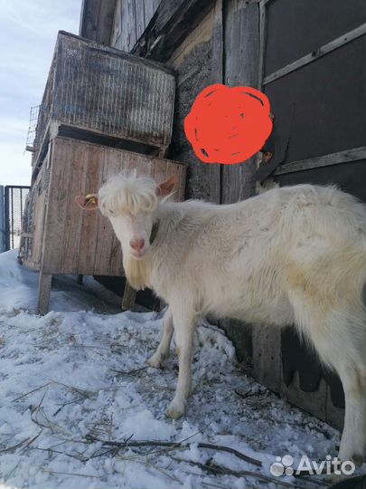 Производитель зааненский козлик