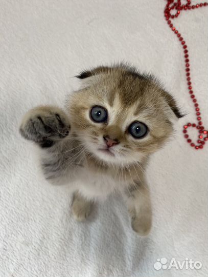 Шотландская золотая шиншилла