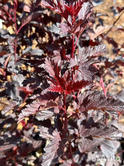 Пузыреплодник калинолистный