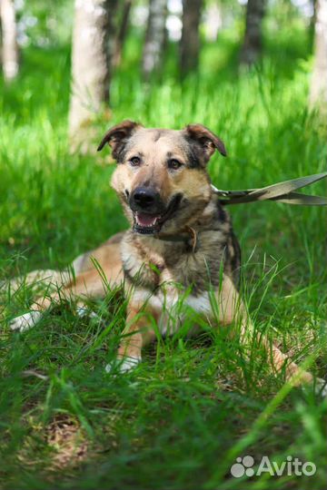 Собаки бесплатно в добрые руки
