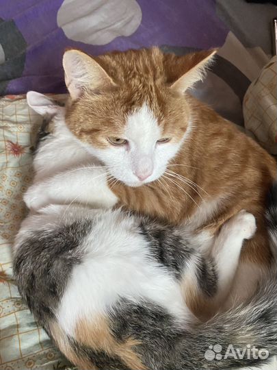 Кошка и кот