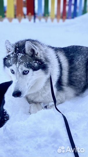 Сибирский хаски