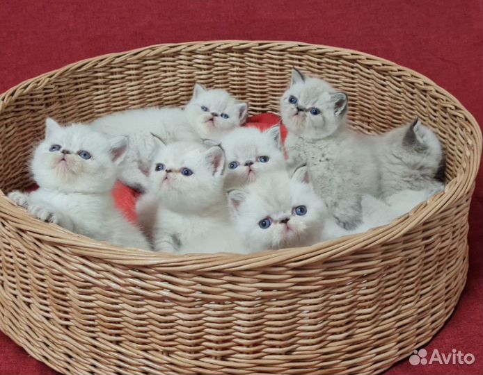 Котята Экзоты