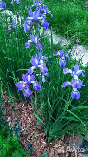 Садовые многолетники