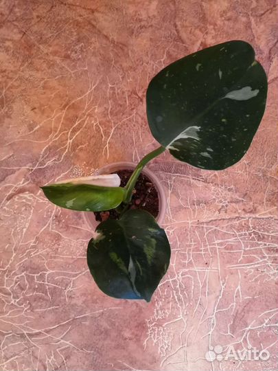 Филодедрон