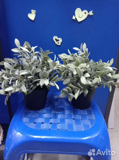 Искусственные цветы. Икеа