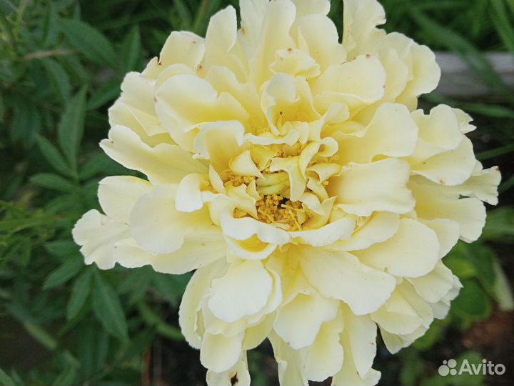 Однолетние цветы