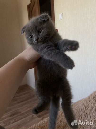 Шотландский кот