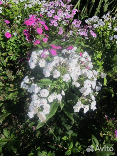 Цветы флоксы