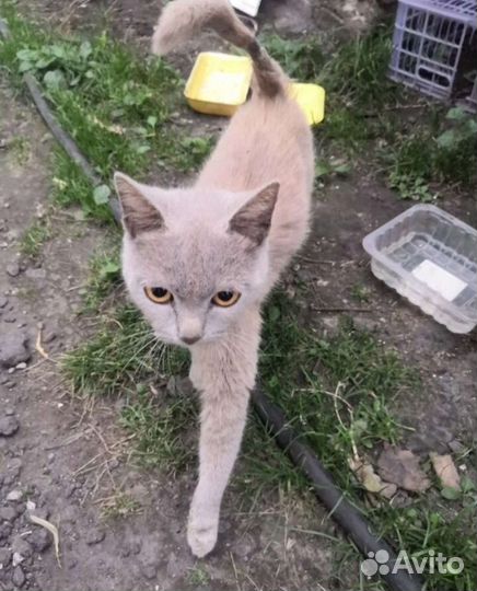 Кошка британка метис