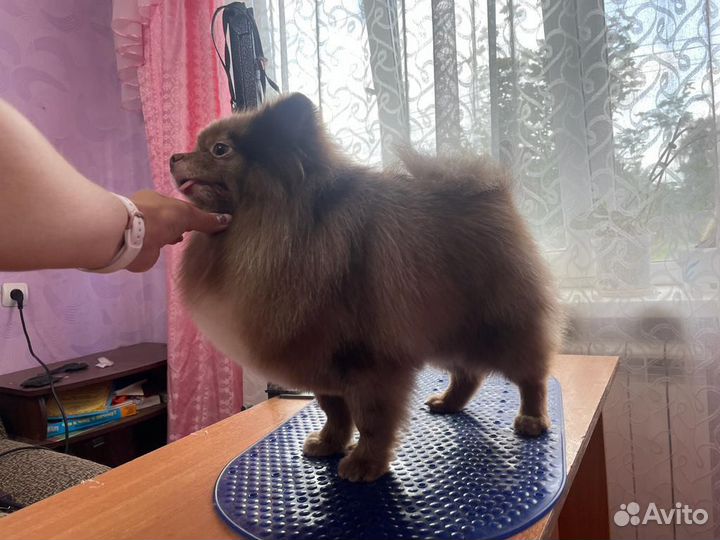 Шоколадный мрамор Вязка