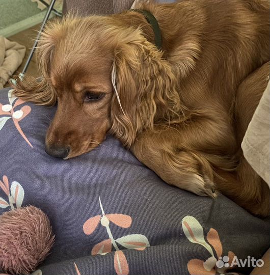 Кокер спаниель