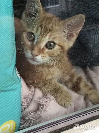 Отдав в добрые руки