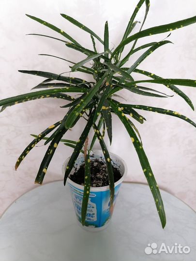 Комнатные цветы