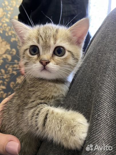 Кошка шиншилла