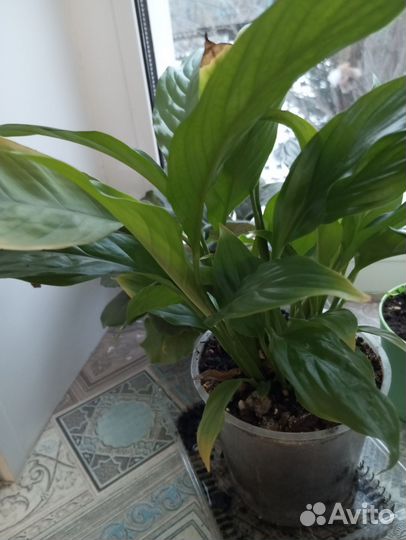 Спатифиллум