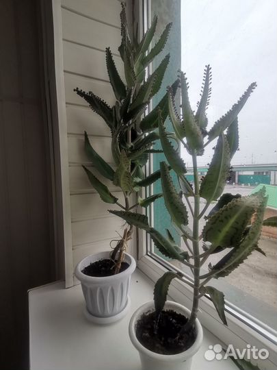 Комнатные растения