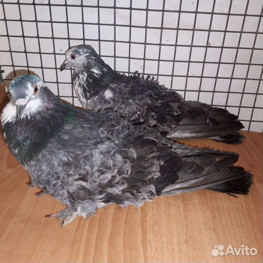 Голуби венгерские кучерявые