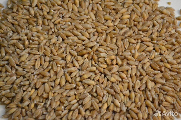 Зерно пшеница ячмень