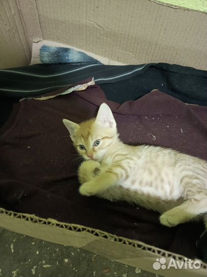 Котята в добрые руки приучены к лотку