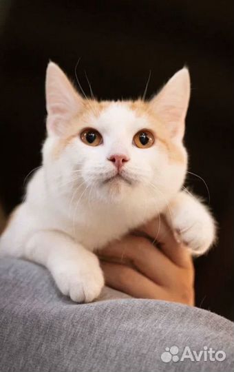 Котик из приюта