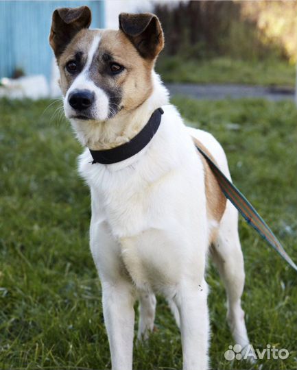 Милый пёс Адрик грустит и ждёт хозяина