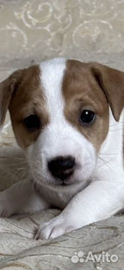 Джек Рассел терьер