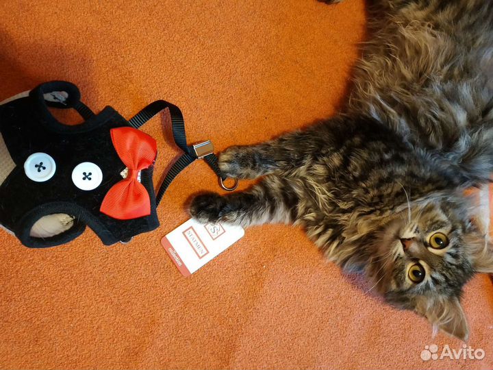 Жилет поводок для животного новый