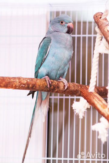 Ожереловый попугай ручные птенцы выкормыши