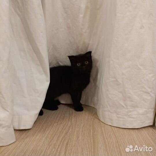 Шотландская вислоухая