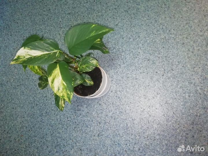 Комнатные цветы шефлера