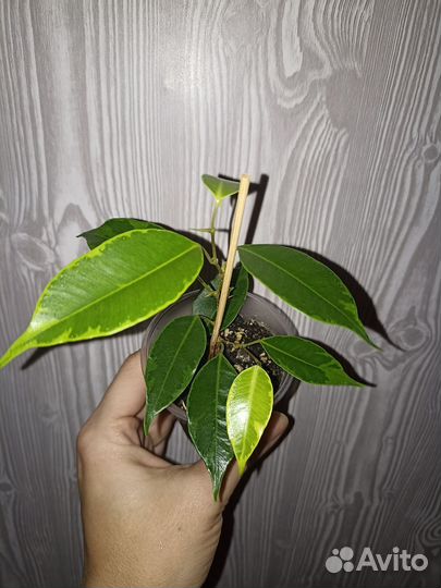 Комнатные цветы